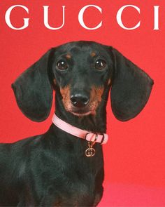 a small black and brown dog sitting on top of a pink floor next to a gucci logo