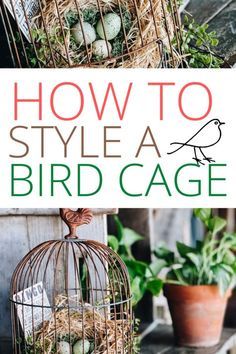 the cover of how to style a bird cage with pictures of birds in cages and plants