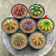 six potted plants are arranged in the shape of an eight - pointed flowerpot