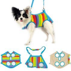 a small dog wearing a colorful vest, harness and bib with matching accessories on it