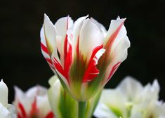 some white and red flowers with green stems