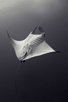 a black and white photo of a manta ray