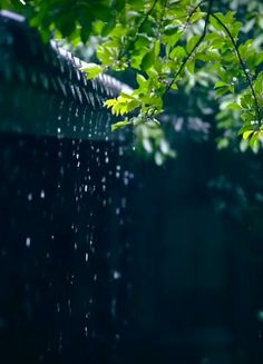 green leaves are hanging from the branches of a tree in front of a black fence