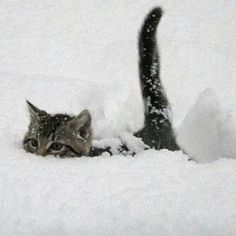 a cat that is laying in the snow