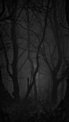 the dark woods are covered in fog and light