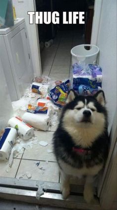 a black and white dog sitting on top of a floor next to a pile of toilet paper