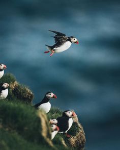 three birds flying over the top of a cliff by the ocean with one bird in the air