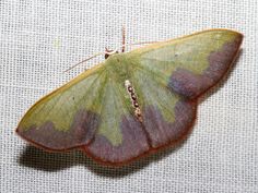 a close up of a moth on a cloth