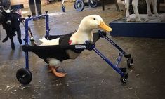 a duck in a wheelchair being pulled by a dog