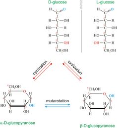 the diagram shows two different types of hydrogens