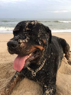 a large black dog laying on top of a sandy beach next to the ocean with it's tongue hanging out