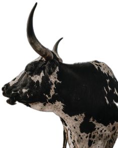 a black and white cow with long horns standing in front of a white background,