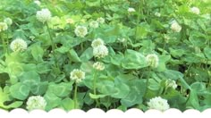 many green leaves and white flowers in the grass