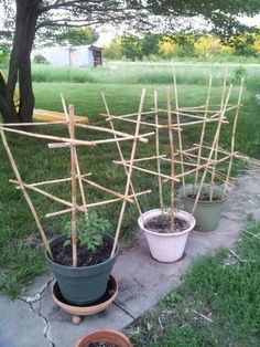 several potted plants with sticks in them on the ground next to grass and trees