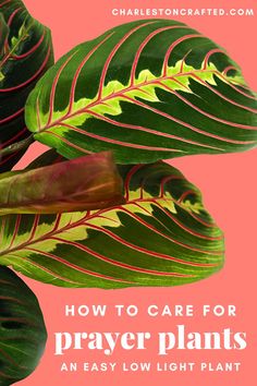 green leaves with the words how to care for prayer plants an easy low light plant