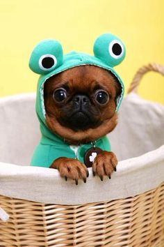 a small dog wearing a frog costume in a basket