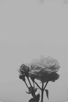 a black and white photo of two roses