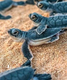 several baby sea turtles are on the sand