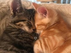 two kittens cuddle together on a white couch in the living room, with their heads touching each other