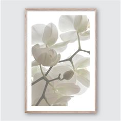 a white flower is hanging on the wall