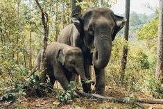 an adult and baby elephant walking through the woods