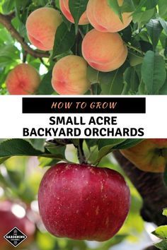 an apple hanging from a tree with the words how to grow small acre backyard orchards