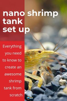 a yellow shrimp sitting on top of black rocks with the caption nano tank set up everything you need to know to create an awesome shrimp tank from scratch