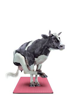 a black and white cow standing on top of a pink mat in front of a white background