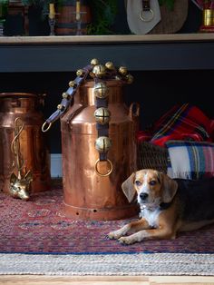 a dog laying on the floor next to copper containers