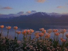 some pink flowers are by the water and mountains