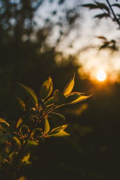 the sun is setting in the distance behind some trees and bushes with leaves on it