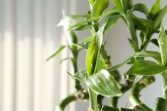 a close up of a plant with green leaves