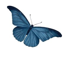 a blue butterfly flying in the air with it's wings spread out and eyes closed