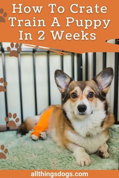 how to crate train a puppy in 2 weeks Crate Training Puppy Schedule, Dog Tricks Easy, Crate Train, Training A Puppy, Train A Puppy, Puppy Training Schedule, Puppy Crate