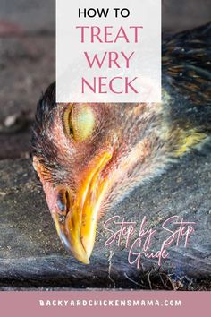 a close up of a bird with the words how to treat very neck