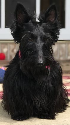 a black dog sitting on top of a rug