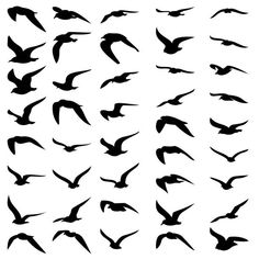 a flock of birds flying in the air with their wings spread out to form a pattern