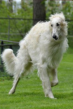 a large white dog running across a lush green field