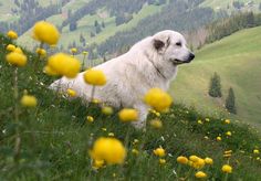 a large white dog sitting on top of a lush green hillside covered in yellow flowers