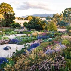 a garden with lots of different plants and trees in the background, including lavenders