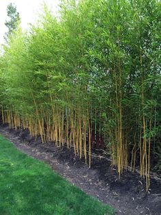 a row of bamboo trees in a garden