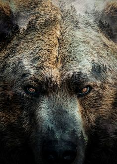 a brown bear's face is shown with blue eyes and black fur on it