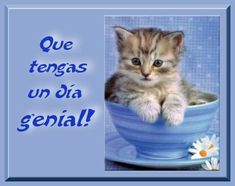 a kitten is sitting in a blue bowl