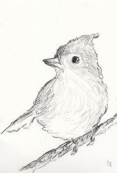 a pencil drawing of a bird sitting on a branch