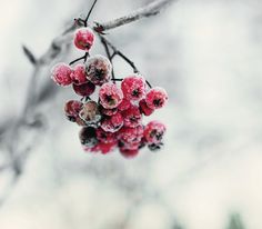 some red berries hanging from a tree branch with snow on the leaves and branches in the background