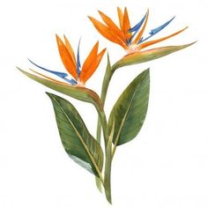 an orange and blue bird of paradise flower with green leaves on a white background, watercolor painting