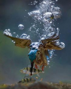 an underwater view of a fish with its wings spread out and it's head above the water