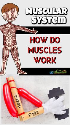 the muscular system and how do muscles work? with an image of a man holding a baseball bat