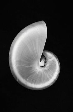 an open shell on a black background with light coming from the top and inside it