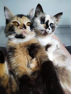 two cats that are sitting next to each other